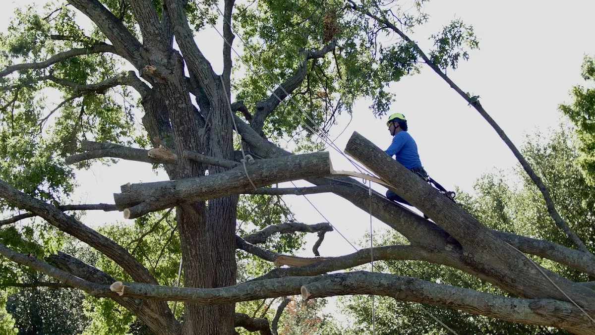 Professional Hazardous Tree Removal performed by certified arborists in Harvey