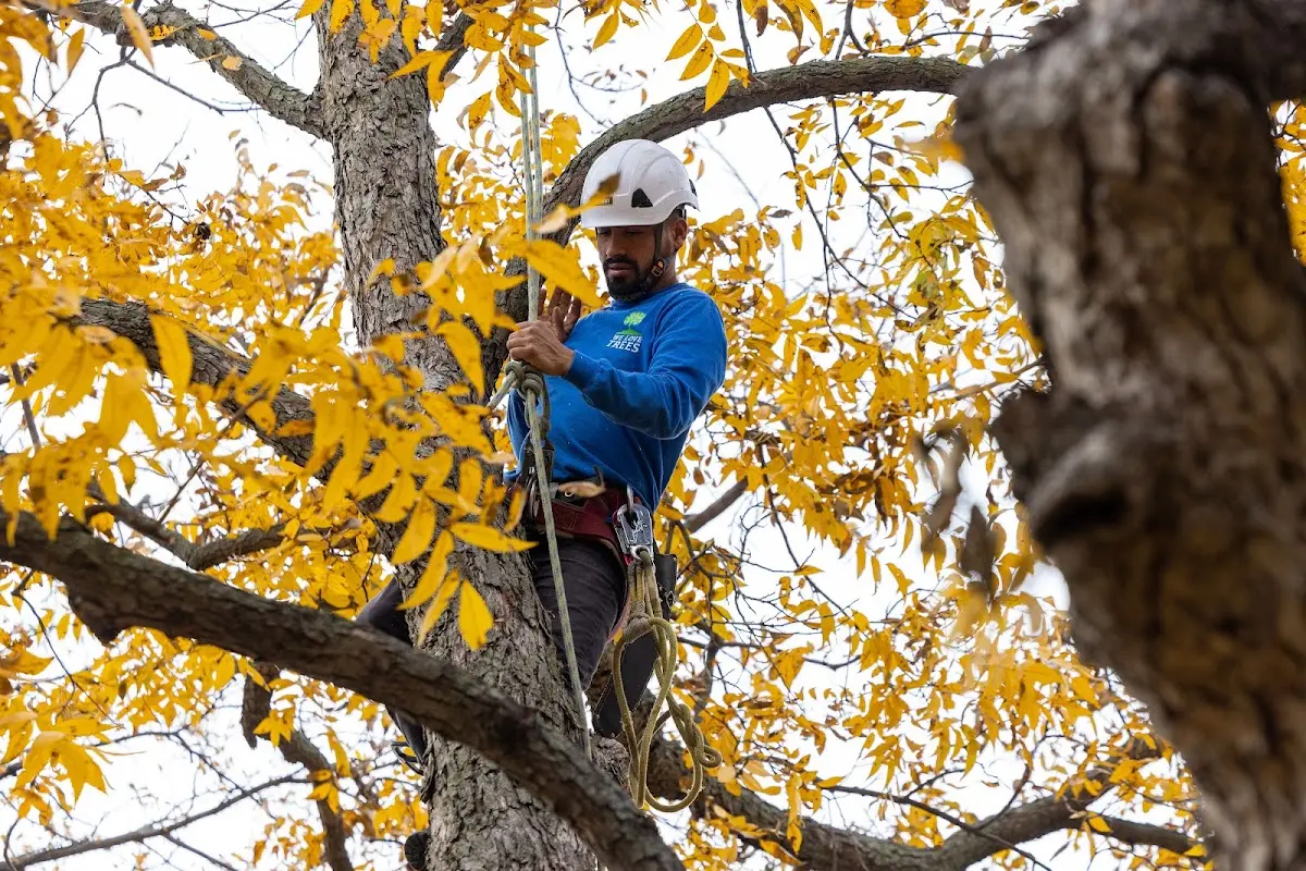 Skilled Tree Planing crew working in Harvey